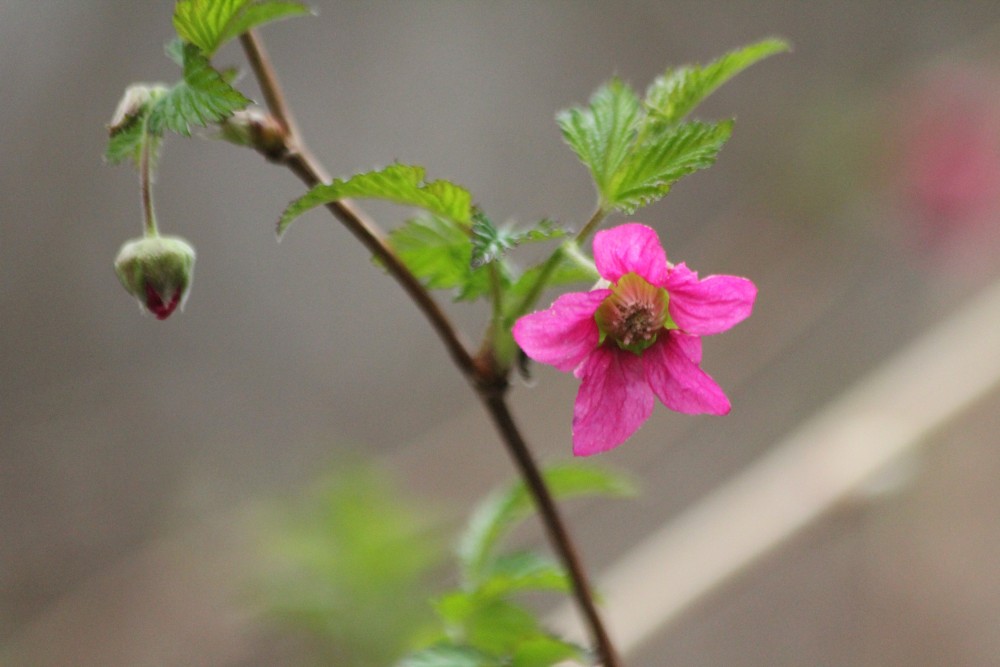 Salmonberry Bloom